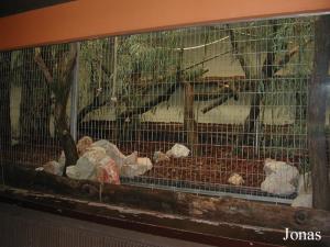 Cage intérieure des gibbons à coiffes