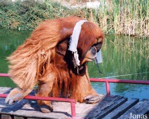 Bimbo, orang-outan mâle