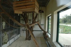 Loge intérieure des capucins à épaules blanches