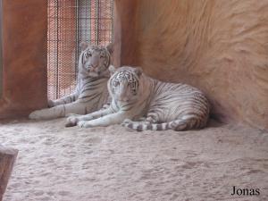 Jeunes tigres blancs (Panthera tigris)