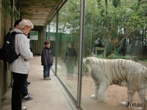 Enclos des tigres blancs
