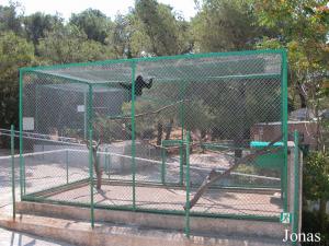 Enclos du gibbon lar