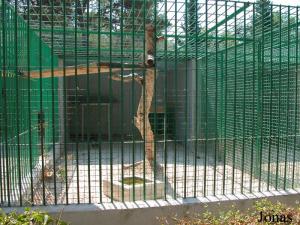 Cage des jaguars noirs