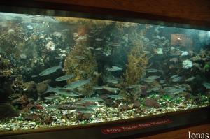 One of the tank with native fish species