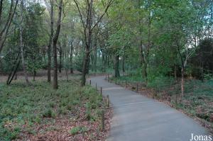 Pathway in the forest part of the park