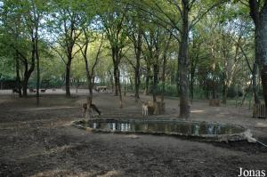 Enclosure for fallow deer