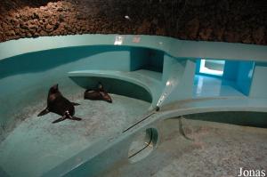 Pool for the fur seals in Aquario Vasco da Gama