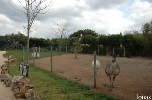 Nandus and emus enclosure