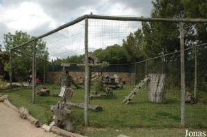 Ring-tailed lemurs enclosure
