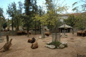 Enclosure of the American bisons