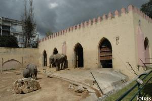 African elephants exhibit