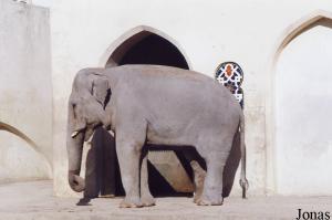 Male Asian elephant Ganapati sent to Spain in 2004