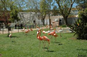 Enclosure of the flamingos
