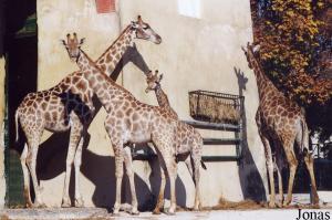 Breeding group of Angolan giraffes