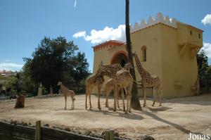 Exhibit of the Angolan giraffes