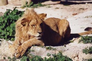 Young male Southwest African lion