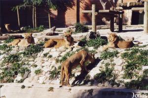 Group of Southwest African lions