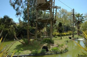 Island of the siamangs family