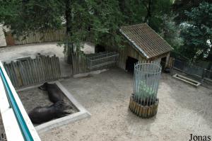 Exhibit of the lowland tapirs