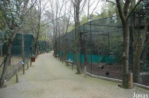 Row of aviaries for curassows