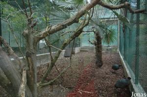 Aviary for black-casqued hornbills and Kenya guineafowls