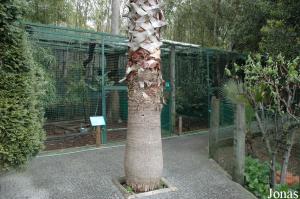 Aviaries for curassows