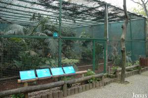 Aviary for gouras and other doves