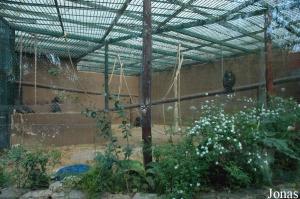 Cage of the chimpanzees