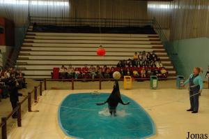 Show with the fur seal