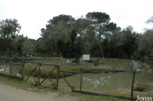 Capybara enclosure