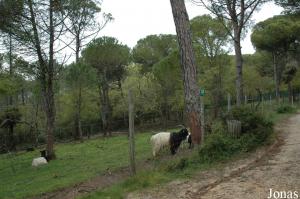Walliser or Valais goats enclosure