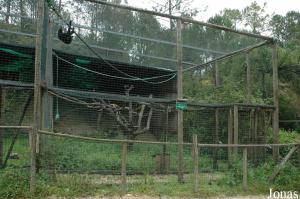 Cage of the white-cheeked gibbon