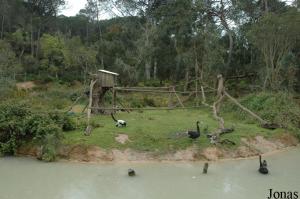 Black-and-white ruffed lemurs island
