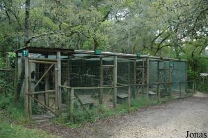 Cages for guenon, vervet and rhesus monkeys