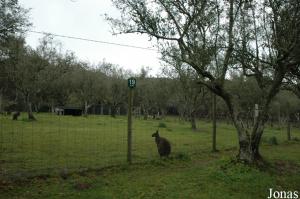 Enclosure of the red-necked wallabies
