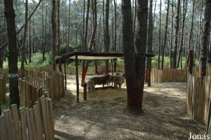 Sheep enclosure in the children's zoo