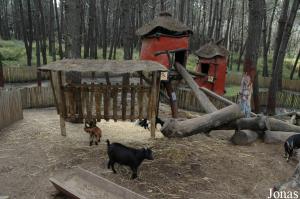 Pygmy goats enclosure in the children's zoo