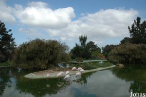 Enclosure for flamingos and ibises