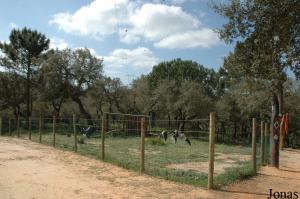 Marabou storks enclosure