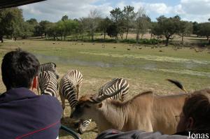 Safari tour