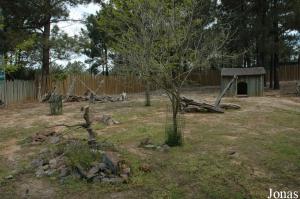 Red-necked wallabies enclosure