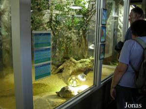 The Gaherty Reptile Breeding Centre