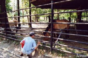 Enclos des chevaux de Przewalski