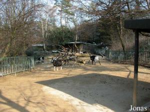 Enclos des chèvres grisonnes noires