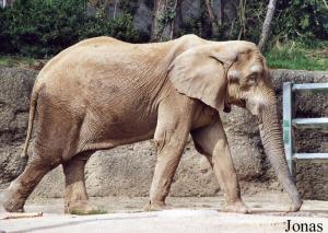 Calimero, éléphant africain mâle