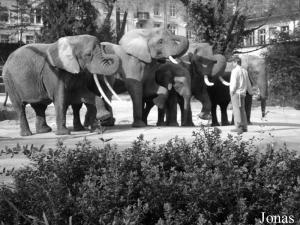 Éléphants d'Afrique lors d'une séance de dressage