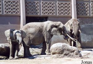 Groupe d'éléphants d'Afrique