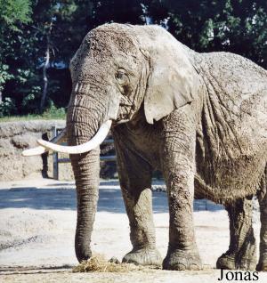Ruaha, vieille éléphante d'Afrique