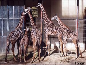 Groupe de girafes Masai