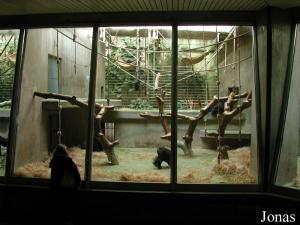 Enclos intérieur des gorilles